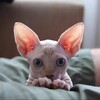 Логотип телеграм канала @kotysp — Лысые коты