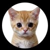 Логотип телеграм канала @kotytapoisnaut — КОТЯЧИЙ ПЕРЕХОДНИК 😼