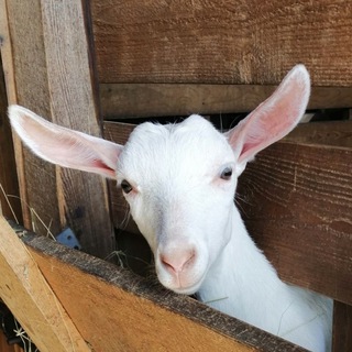 Логотип телеграм канала @kozy_ovtsy — Козы - овцы 🐐🐑