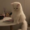 Логотип телеграм канала @kpophomeheh — новый тгк