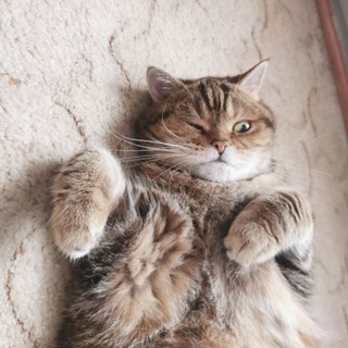 Telegram channel Коты и кошка Крамника logo