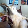 Логотип телеграм канала @krepaturah — DeepNap