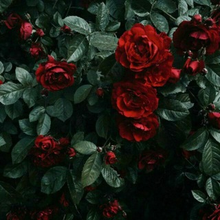 Логотип телеграм канала @krestni_otec1019 — Кrestni_oteс🥀
