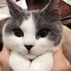 Логотип телеграм канала @krich044 — не кринж