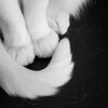 Логотип телеграм канала @krinkxxa — кариша