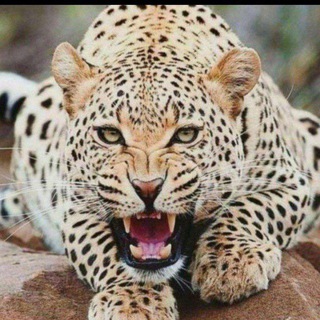 Telegram channel SK SATTAbFIXER 2JODI logo