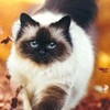Логотип телеграм канала @kronakrasnaugold — Золотое Сердце