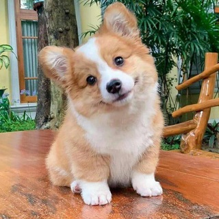 Логотип телеграм канала @kroshka_corgi — Крошка корги