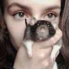 Логотип телеграм канала @krysyachamamka — крысяча мамка