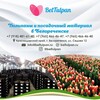 Логотип телеграм канала @kucherovpavel — БелТюльпан 🌷 Луковицы|Тюльпаны оптом Россия