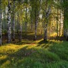 Логотип телеграм канала @kudavgrob — Спасти рядового Кукуху