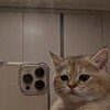 Логотип телеграм канала @kuddyy — та самая кудди