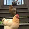 Логотип телеграм канала @kukukarekusovet — Кукареку | советы по курицам, петухам и гусям