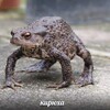 Логотип телеграм канала @kumirov_chats — Чаты