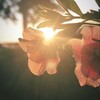 لوگوی کانال تلگرام kun_mthabraan — كن مثابراً 🌸🌱