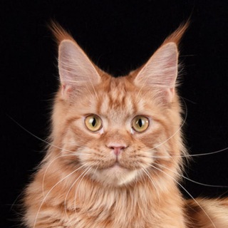 Логотип телеграм канала @kunarmycattery — Мейнкун питомник Kunarmy