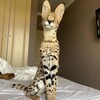Логотип телеграм канала @kungfuanimal — Кунг фу животные | смешные видео