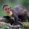 Логотип телеграм канала @kunitsaetozver — Куница – это зверёк
