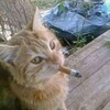 Логотип телеграм канала @kurillochka — Курилка 🚬