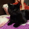 Логотип телеграм канала @kuzbass_zoovolonter — Кузбасский Зооволонтёр
