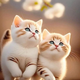 لوگوی کانال تلگرام l_saron13 — ♡☆ لــقــᬼلبي حڪᬼاية ☆♡