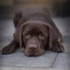 Логотип телеграм канала @labrador_emma02 — Лабрадор Эмма