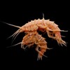 Логотип телеграм канала @lake_baikal_amphipods — Рачки Байкала (Lake Baikal Amphipods)
