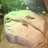 Логотип телеграм канала @lanscapeafter — Пейзаж с ящерицей