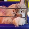 Логотип телеграм канала @lapa_pomoshi_krop — Лапа Помощи 🐾