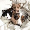 Логотип телеграм канала @lapiushihvostmih — Лапы, уши, хвост Михайловского района