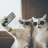 Логотип телеграм канала @lapka_kremlya — Лапка Кремля
