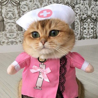 Логотип телеграм канала @lapkihuyapki — Лапки – хуяпки