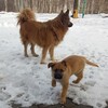 Логотип телеграм канала @lapkisvg21 — 4 лапы, 1 хвост