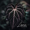 Логотип телеграм канала @laplants — LaPlants