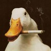 Логотип телеграм канала @lastgoose — Последний гусь