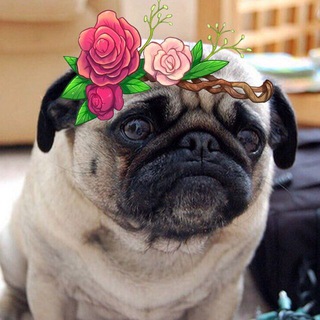 Логотип телеграм канала @laughordie — Золотая мемовая ветвь🌿