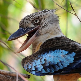 Telegram channel Ставропольская кукабара logo