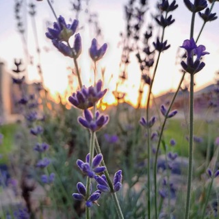 Логотип телеграм -каналу lavanda_love — 'lavanda'