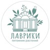 Логотип телеграм канала @lavriki_plants — Питомник растений Лаврики