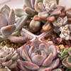 Логотип телеграм канала @laymand_succulents_sale — Laymand's SALE