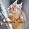 Логотип телеграм канала @lecnayabelka — Лесная Белка 🐿️