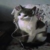 Логотип телеграм канала @lecya_fuckops — L.ecYA | Fuck da discord ops