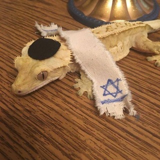 Логотип телеграм канала @lee_zard — долбоящер✡️(lizard)✡️