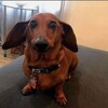 Логотип телеграм канала @legality_fons — Исходники от Legality