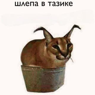 Логотип телеграм канала @legitchenalofficial — что!?! Пон