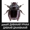 Логотип телеграм канала @leh1982882 — фан клуб ромы желудя