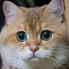 Логотип телеграм канала @lenannrtw — Стрим-lenannr