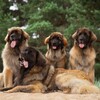 Logo of telegram channel leonbergerpro — leonberger.pro