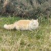 Логотип телеграм канала @leonfanss — фанаты GRAND’а и лёнечки