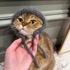 Логотип телеграм канала @lepetitagneau — Маленький барашек (le petit agneau)